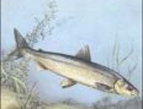 IL PESCE DI LAGO